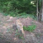 Tygrys grasuje na Słowacji. Uciekł z ukraińskiego zoo