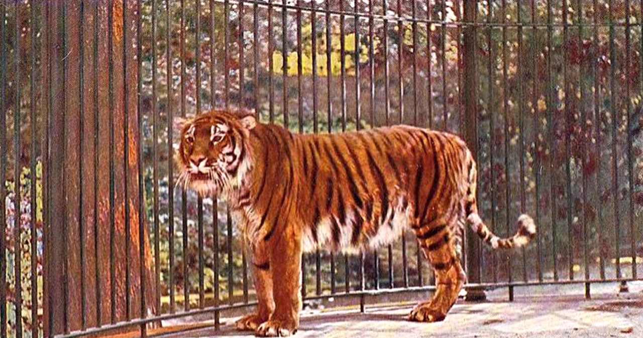 Tygrys kaspijski to genetyczny bliźniak tygrysa syberyjskiego /materiały prasowe
