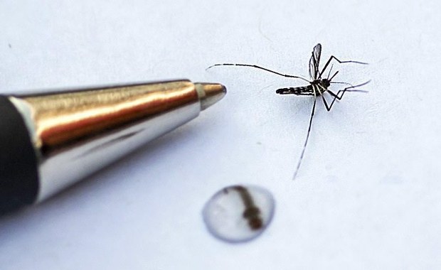 ​"Tygrys" kontra komary tygrysie. Francja, Niemcy i Szwajcaria jednoczą siły