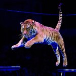 Tygrys nagle ruszył w stronę widowni. Szokujące wideo z Rosji