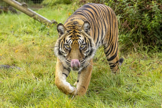 Tygrys sumatrzański na zdjęciu ilustracyjnym /Paul Meek/Solent News & Photo Agency /East News