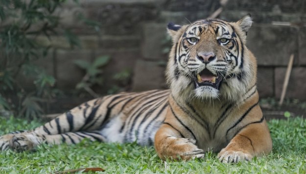 Tygrys sumatrzański /MADE NAGI    /PAP/EPA