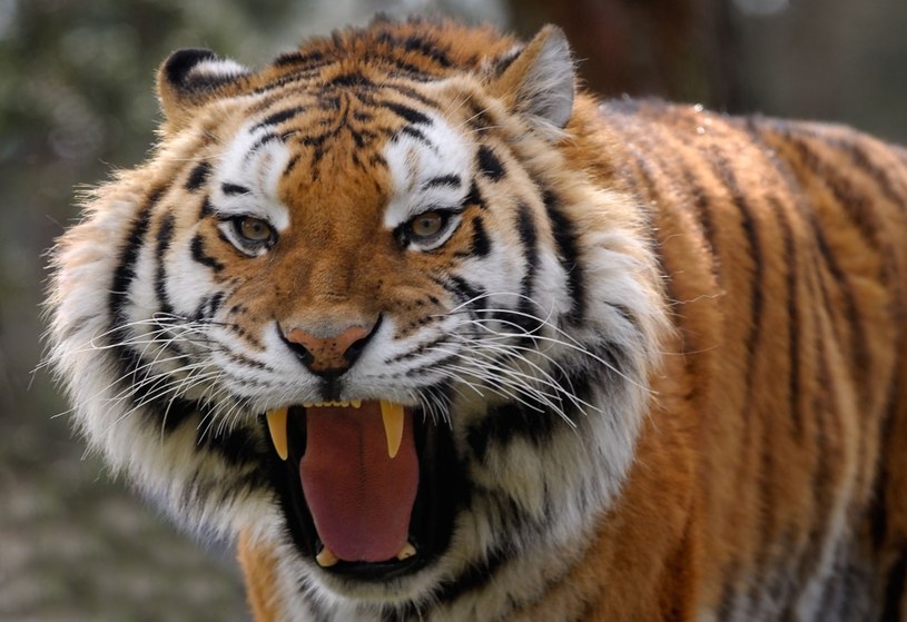 Tygrys syberyjski to niezwykle niebezpieczne zwierzę /123RF/PICSEL