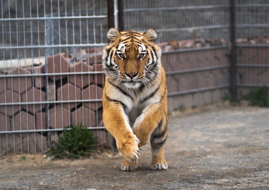 ​Horror w zoo. Opiekun tygrysa zapomniał zamknąć drzwi klatki