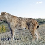 Tygrys szablozębny odmarzł na Syberii. Pierwszy raz mamy jego skórę, tkanki