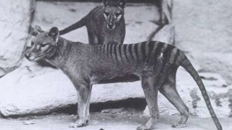 Tygrys tasmański zostanie przywrócony do życia? /materiały prasowe
