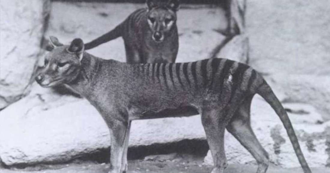 Tygrys tasmański zostanie przywrócony do życia? /materiały prasowe