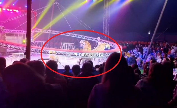 Tygrys uciekł na widownię. Są nagrania z cyrku w Rosji
