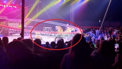 Tygrys uciekł na widownię. Są nagrania z cyrku w Rosji
