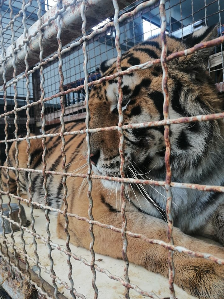 Tygrys w transporcie /Gorąca Linia RMF FM /Gorąca Linia RMF FM