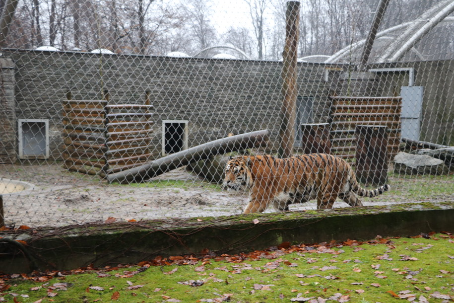 Tygrys z krakowskiego zoo na wybiegu /Józef Polewka /RMF FM