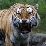 bezpieczeństwo Tygrys zaatakował, mężczyzna nie żyje. Zoo zdecydowało co ze zwierzęciem