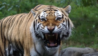 Tygrys zaatakował, mężczyzna nie żyje. Zoo zdecydowało co ze zwierzęciem