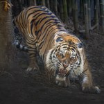 Tygrys zabił co najmniej 9 osób. "Ludożerca Champaran" zastrzelony 