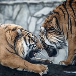 Tygrys zabił opiekuna we wrocławskim zoo. Dziś sekcja zwłok