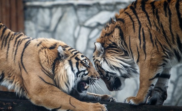 Tygrys zabił opiekuna we wrocławskim zoo. Dziś sekcja zwłok