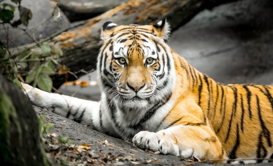 Tygrys - zdjęcie poglądowe /Shutterstock