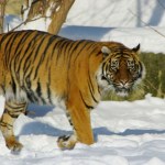 Wrocław Tygrysica niszczy system monitoringu w zoo. Ogród opublikował nagranie