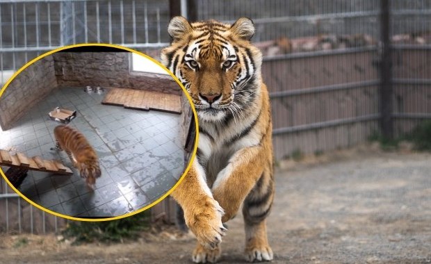 Tygrysica z wrocławskiego zoo gwiazdą internetu. Zdemolowała kamery NAGRANIE