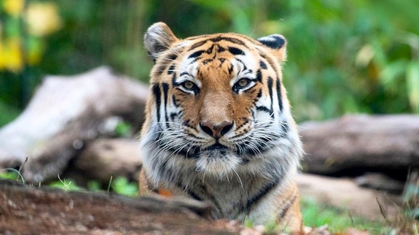 Tygrysica zainfekowana koronawirusem w zoo. Zaraziła się od swojego opiekuna /Geekweek