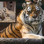 Tygrysie trojaczki w opolskim zoo. Takie narodziny to rzadkość