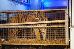 Tygrysy, które utknęły na przejściu w Koroszczynie, są już w Poznaniu