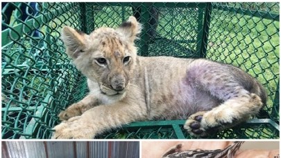 Tygrysy, małpy, ptaki. Tysiące zwierząt skonfiskowanych przez Interpol