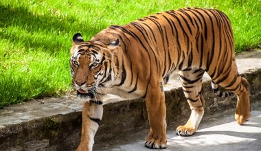 Tygrysy pojawiły się tam, gdzie się nie spodziewano. Nagły wzrost