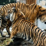Tygrysy rozszarpały właściciela prywatnego zoo