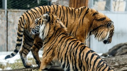 Tygrysy rozszarpały właściciela prywatnego zoo