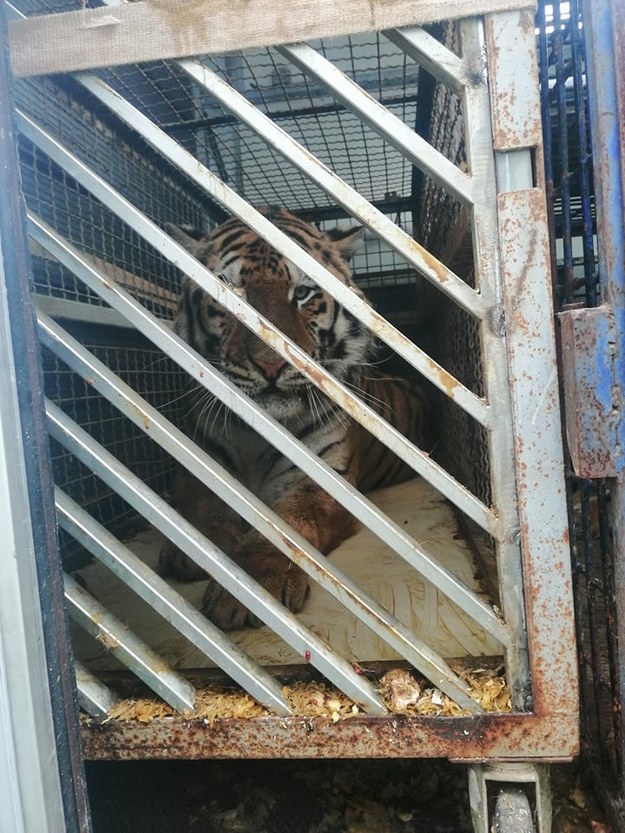 Tygrysy są darowizną dla ogrodu zoologicznego w Dagestanie /Gorąca Linia RMF FM