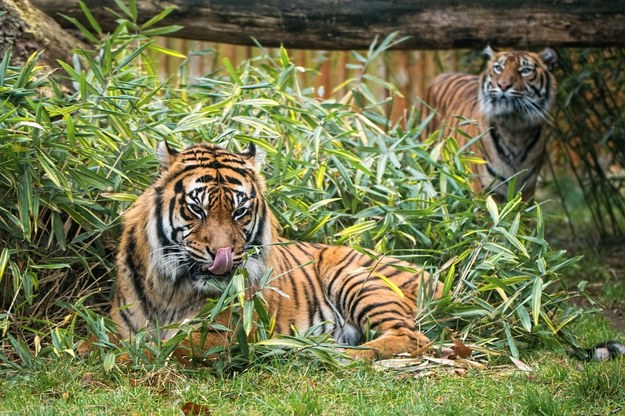 Tygrysy sumatrzańskie Tengha i Nuri z wrocławskiego ZOO /Wrocławskie ZOO /