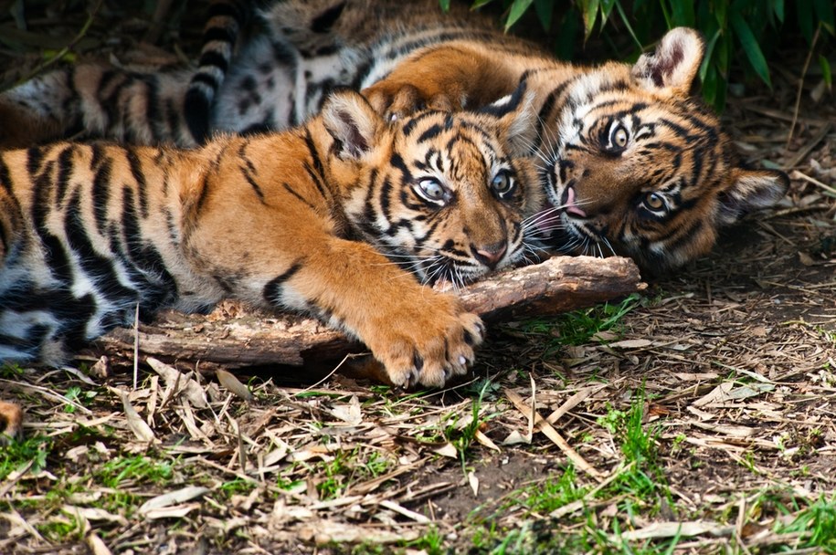 Tygrysy sumatrzańskie - zdjęcie ilustracyjne /Shutterstock