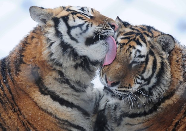 Zwiedzający znęcał się nad tygrysem w zoo. Ma trafić do więzienia