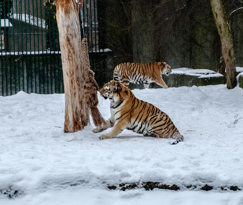 Tygrysy w łódzkim zoo w zimowej scenerii, zdjęcie ilustracyjne /Marcin Jurkiewicz/East News  /East News