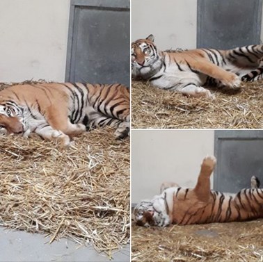 Tygrysy z poznańskiego zoo: Dostały imiona, są w coraz lepszej formie 