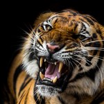 Tygrysy zagrożone wyginięciem