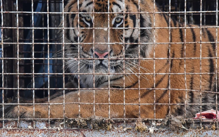 Tygrysy zostały zatrzymane na polsko-białoruskiej granicy /Wojtek Jargiło /PAP