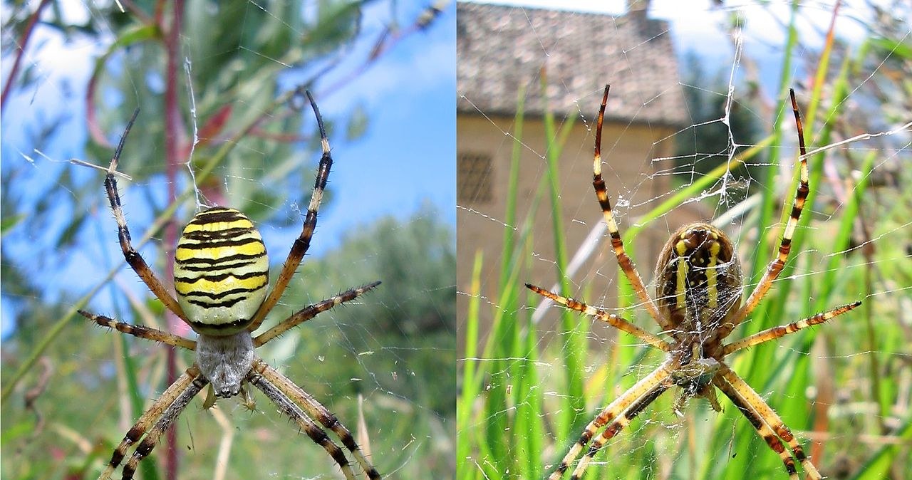 Tygrzyk paskowany to jeden z pająków będących obiektem badań naukowców /domena publiczna