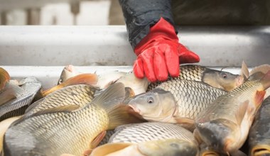 ​Tyle będzie kosztował karp na Wigilię 2024. Duża podwyżka na horyzoncie