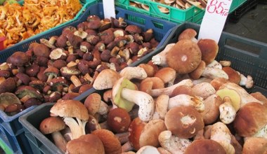 Tyle możesz zarobić na zbieraniu grzybów. Uwaga, jest haczyk