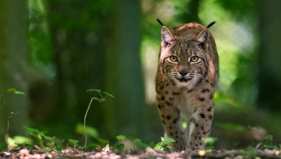 Tylka – rysica z Tatr ma trójkę młodych