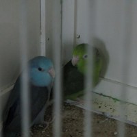 Papugi nierozłączki  