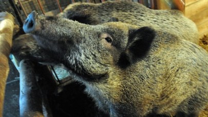 Tylko jeden dzik na 10 km kwadratowych. Ministerstwo rolnictwa walczy z ASF