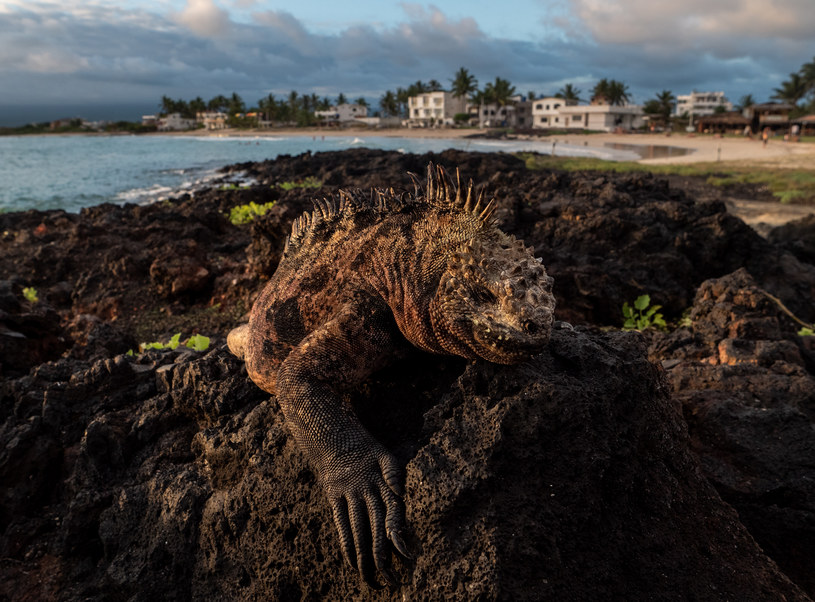 Tylko na Galapagos można popływać żółwiami, rekinami i lwami morskimi, a na plaży spotkać... olbrzymią iguanę /CHRIS J RATCLIFFE /Getty Images