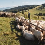Tylko nieliczni widzieli ten świat! Zajrzyj do bacówki, gdzie czas się zatrzymał 