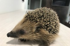 Tylko pomoc człowieka pozwoli im dotrwać do wiosny. 70 jeży pod opieką Ekostraży