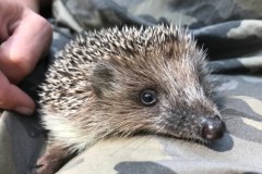 Tylko pomoc człowieka pozwoli im dotrwać do wiosny. 70 jeży pod opieką Ekostraży