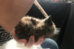 Tylko pomoc człowieka pozwoli im dotrwać do wiosny. 70 jeży pod opieką Ekostraży