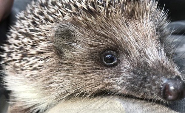 Tylko pomoc człowieka pozwoli im dotrwać do wiosny. 70 jeży pod opieką Ekostraży